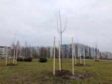 ноябрь 2018 г., Великий Новгород. Благоустройство Веряжского сквера. Сад. Фото предоставлено МБУ «Городское хозяйство»