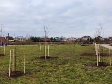 ноябрь 2018 г., Великий Новгород. Благоустройство Веряжского сквера. Сад. Фото предоставлено МБУ «Городское хозяйство»