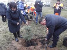 20 января 2020 г. В.Новгород, Орловская ул., Памятный знак на месте подвига Героев Советского Союза И.С. Герасименко, А.С. Красилова, Л.А.Черемнова. Посадка деревьев. Фото Татьяны Красниковой