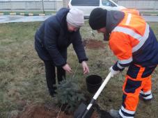 20 января 2020 г. В.Новгород, Орловская ул., Памятный знак на месте подвига Героев Советского Союза И.С. Герасименко, А.С. Красилова, Л.А.Черемнова. Посадка деревьев. Фото Татьяны Красниковой