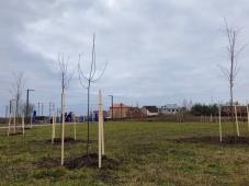 ноябрь 2018 г., Великий Новгород. Благоустройство Веряжского сквера. Сад. Фото предоставлено МБУ «Городское хозяйство»